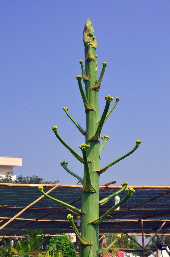 Những cây cảnh “độc và lạ” trong Hội hoa xuân 2015 - 2 Cận cảnh búp hoa dứa Thái