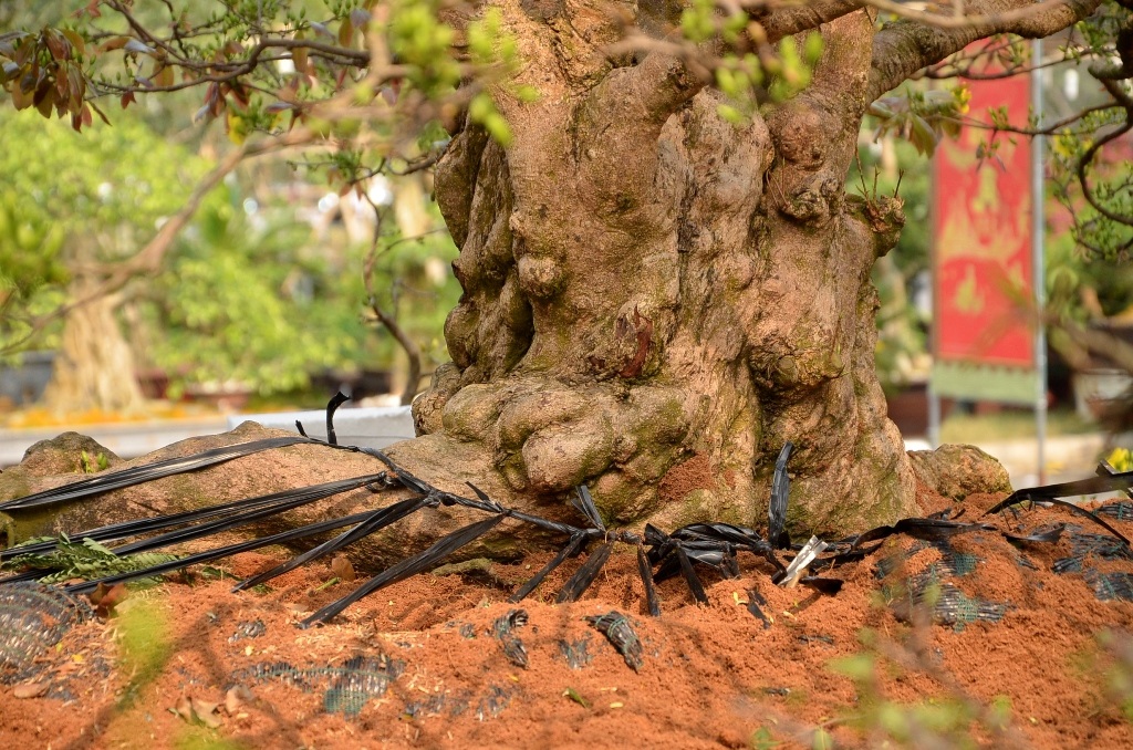 Cận cảnh gốc mai cổ thụ