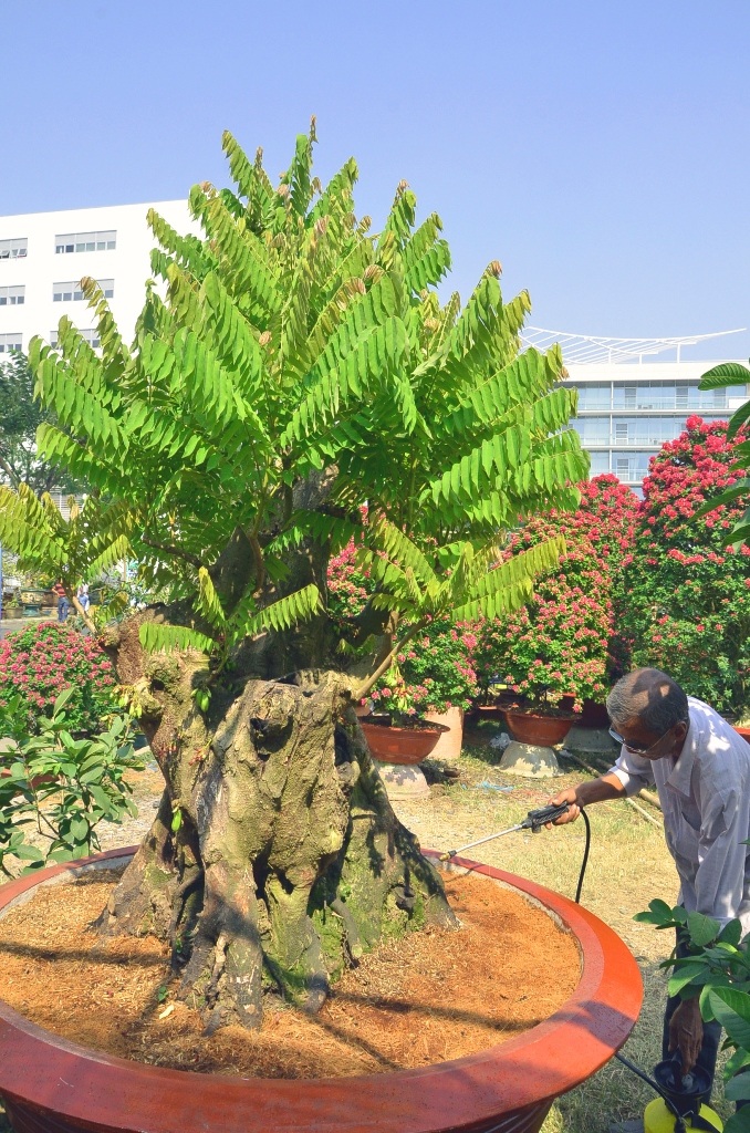 Những cây cảnh “độc và lạ” trong Hội hoa xuân 2015 - 3 Cây khế Thái 80 năm tuổi