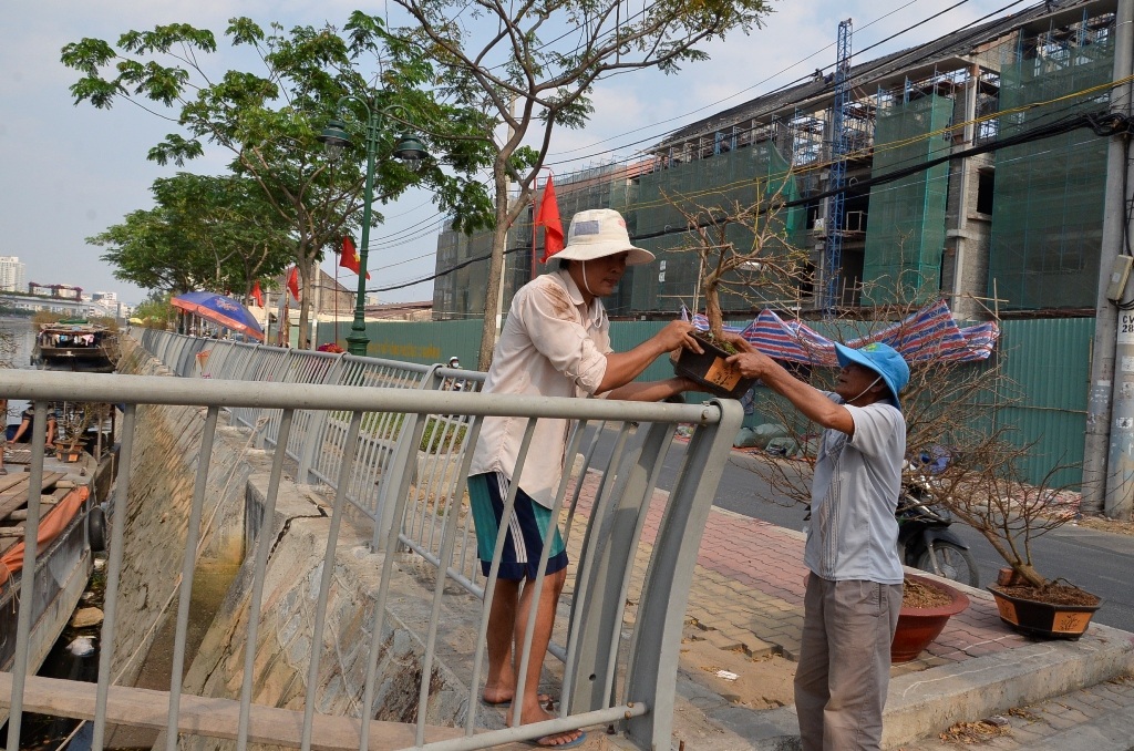 Chuyển mai từ ghe lên bờ để trưng bày