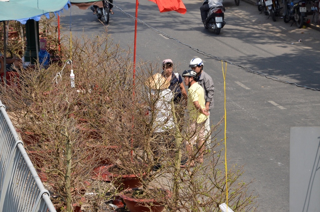 Chuyển mai từ ghe lên bờ để trưng bày