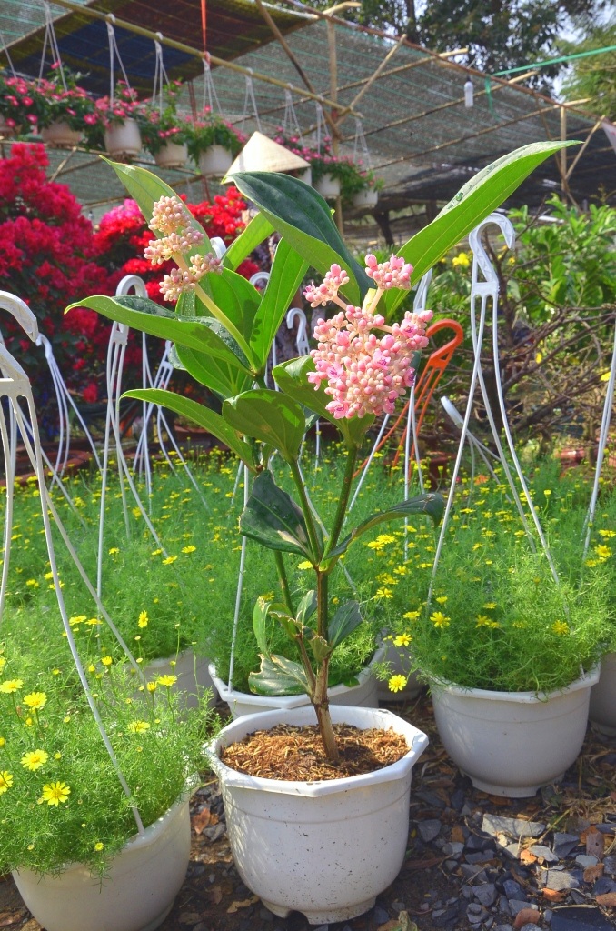 Những cây cảnh “độc và lạ” trong Hội hoa xuân 2015 - 5 Cây Hòn ngọc viễn đông