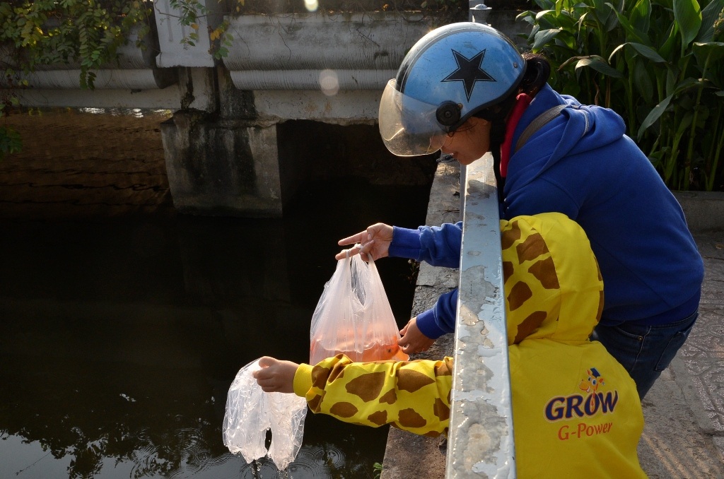 Hướng dẫn cho con thả cá chép