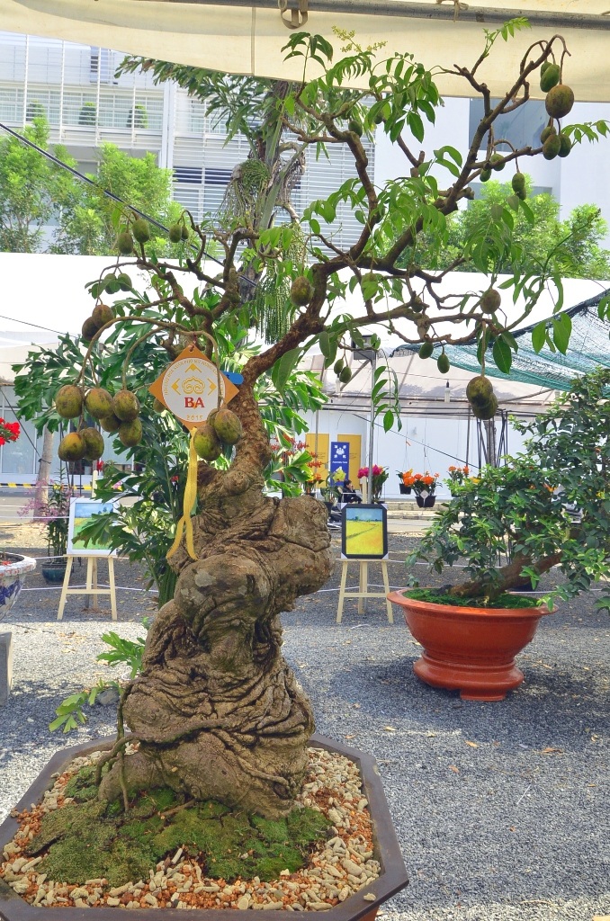 Những cây cảnh “độc và lạ” trong Hội hoa xuân 2015 - 6 Cây cóc sần sùi có rất nhiều quả