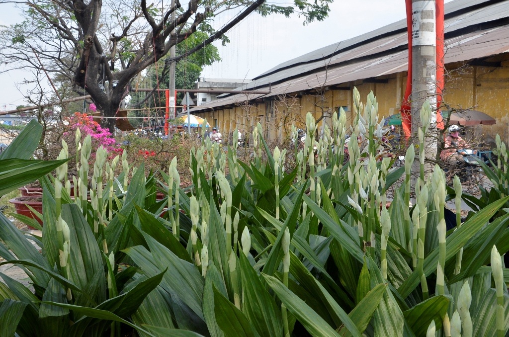 Và những chậu lan hạt đỉnh cũng đang được giới thiệu với khách hàng