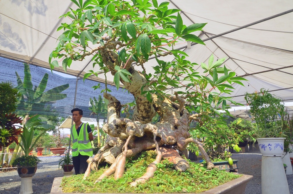 Những cây cảnh “độc và lạ” trong Hội hoa xuân 2015 - 8 Cây khoai mì