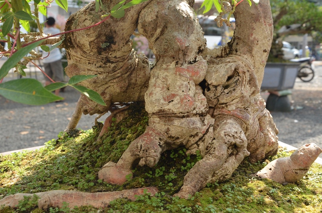 Những cây cảnh “độc và lạ” trong Hội hoa xuân 2015 - 9 Thân cây có hình thù lạ mắt