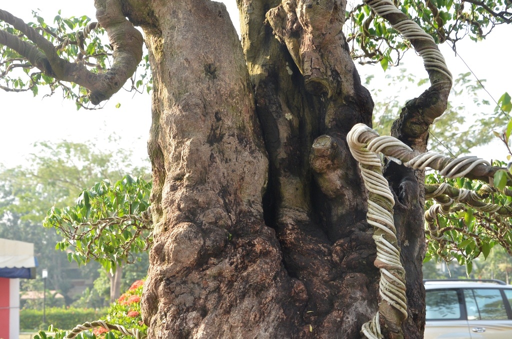 Thân cây sần sùi mang dấu ấn thời gian.