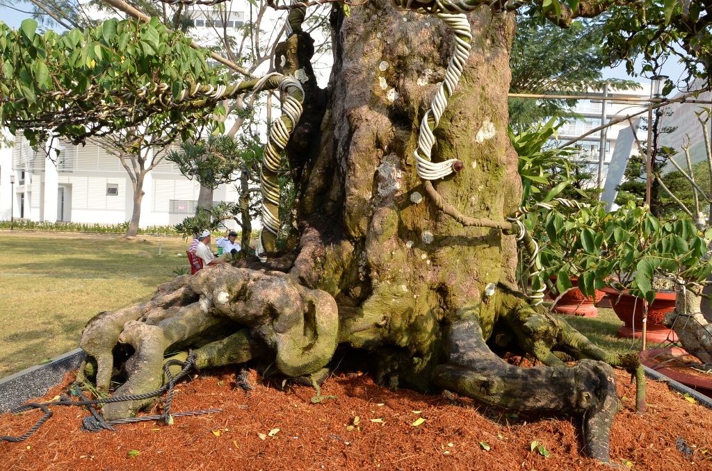 2 gốc khế đồ sộ