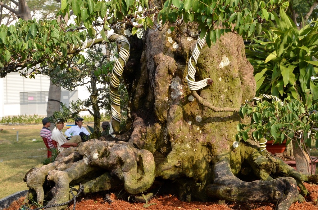 Cả hai cây khế đều chi chít quả