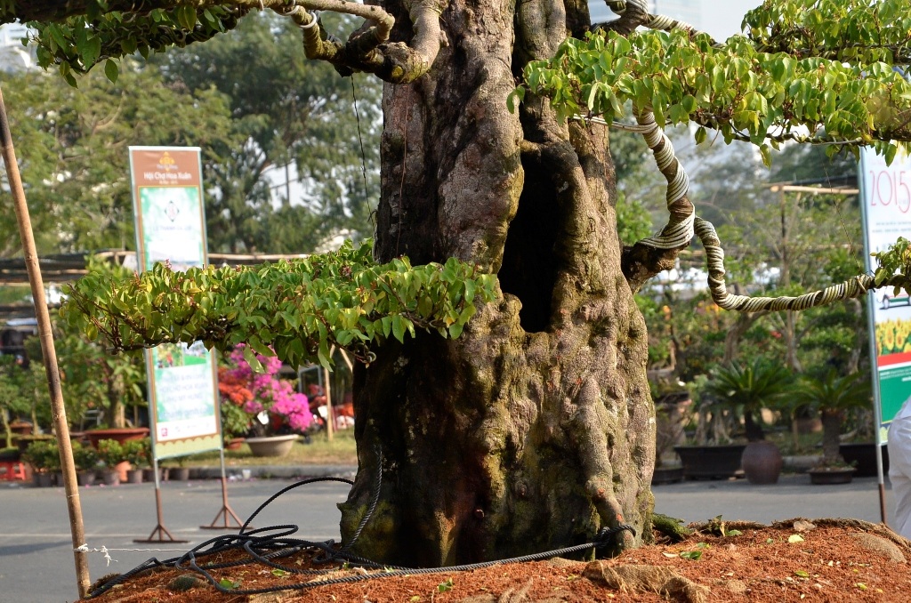 2 gốc khế đồ sộ