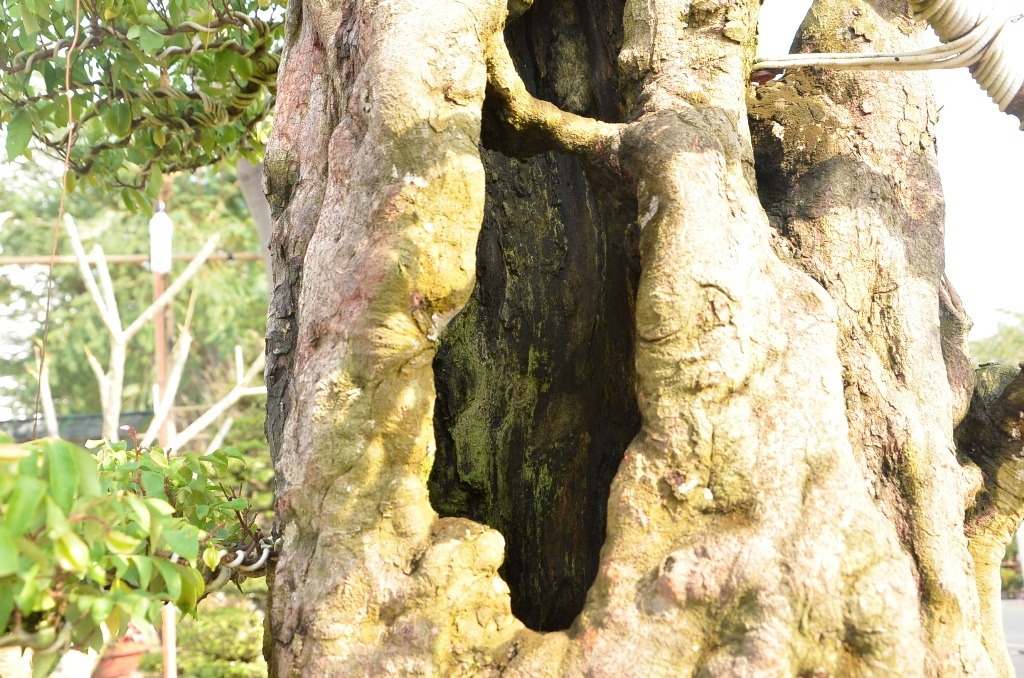 Cả hai cây khế đều chi chít quả