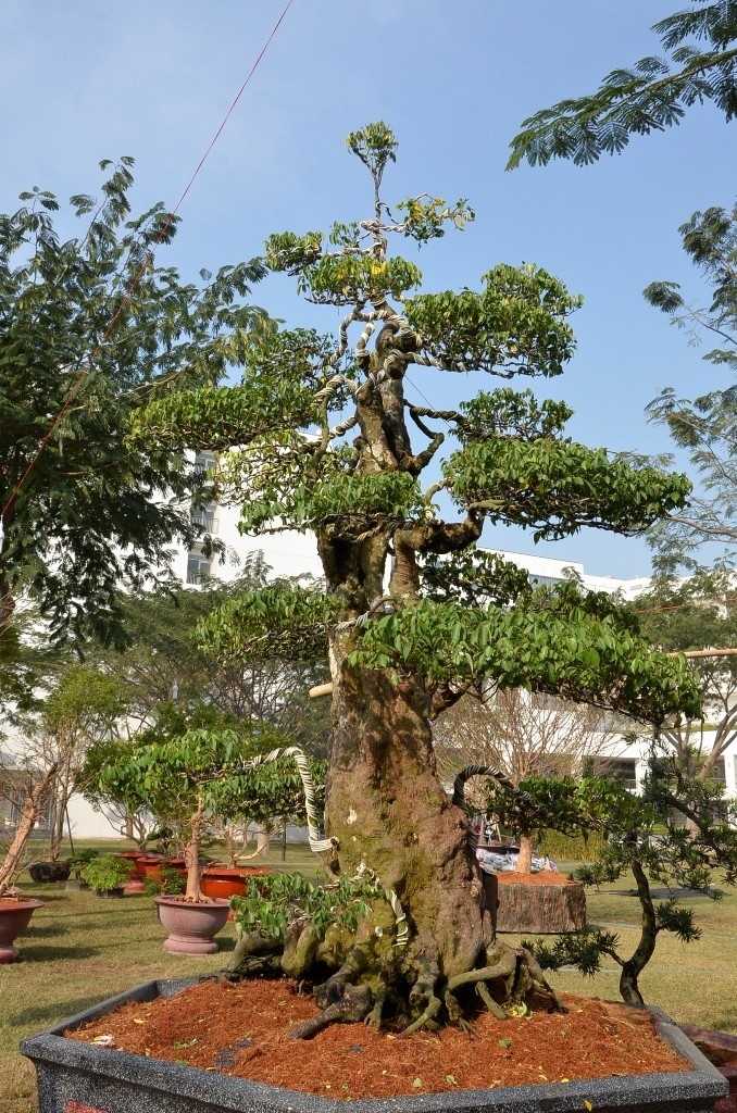 2 gốc khế đồ sộ