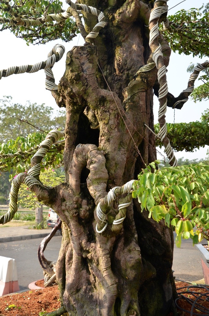 Cả hai cây khế đều chi chít quả