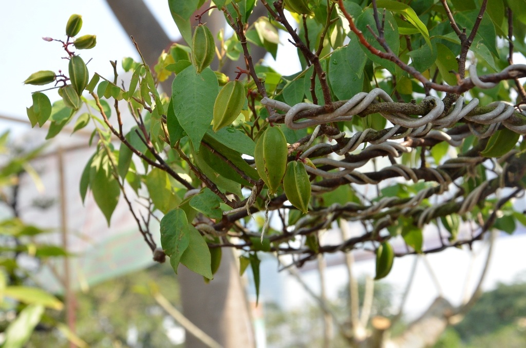 Cả hai cây khế đều chi chít quả