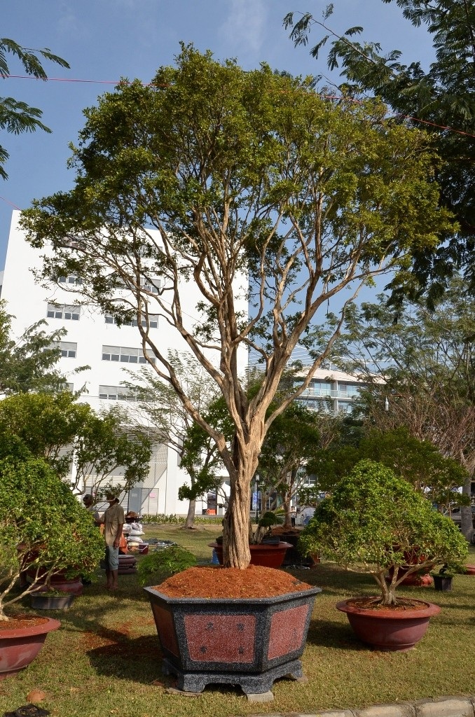 Cây nguyệt quế được ra giá 1,8 tỉ đồng.