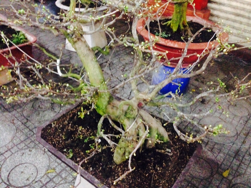 Cây mai tang vật được công an thu hồi