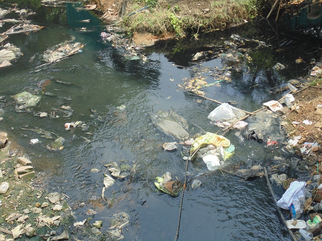 Nước
thải ô nhiễm ứ đọng trên rạch Cầu Sa là môi trường thuận lợi cho muỗi sinh sôi,
phát triển.