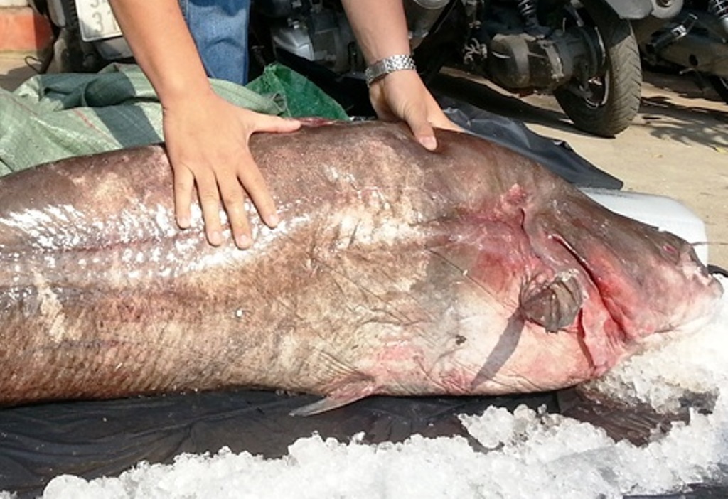 Mua được cá leo “khủng” hiếm gặp - 1 Chú cá leo có trọng lượng 65kg vừa sa lưới một ngư dân Đồng Tháp.