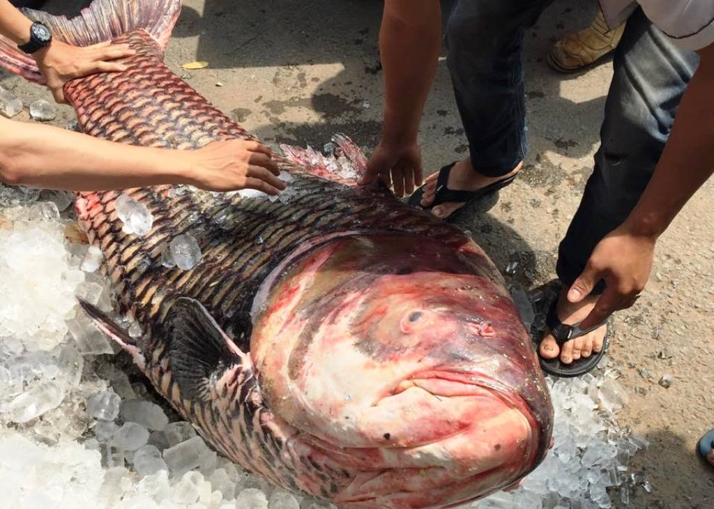 Lại bắt được cá hô “khủng” nặng 135kg - 2 Chú cá hô nặng tới 135kg vừa được chuyển về TPHCM