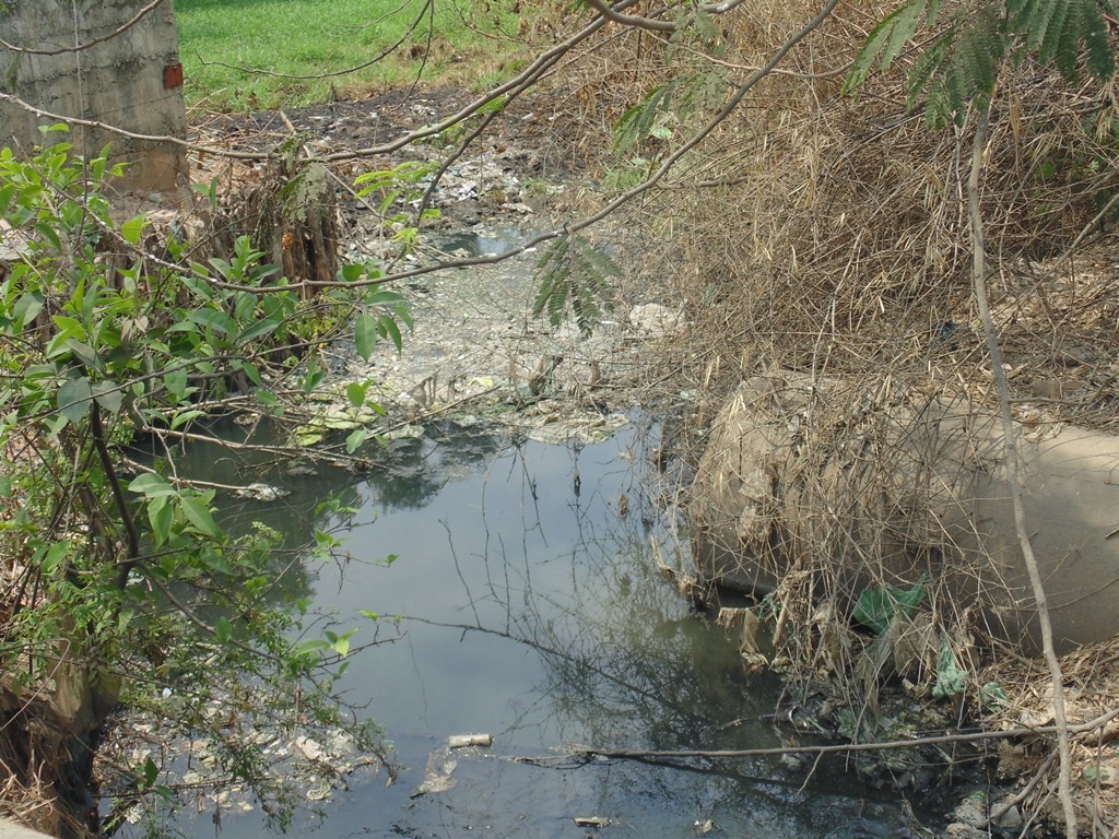 Nước
thải ô nhiễm ứ đọng trên rạch Cầu Sa là môi trường thuận lợi cho muỗi sinh sôi,
phát triển.