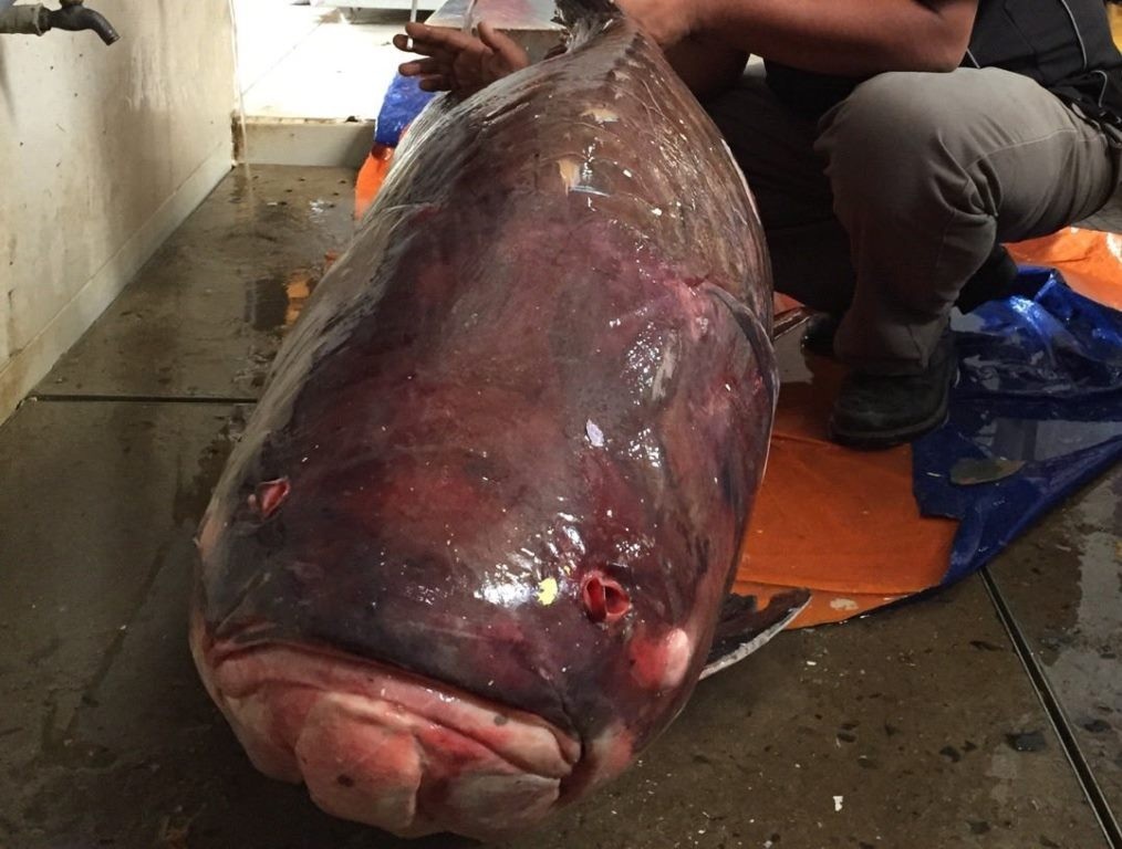 Lại bắt được cá hô “khủng” nặng 135kg - 3 Chú cá hô nặng tới 135kg vừa được chuyển về TPHCM