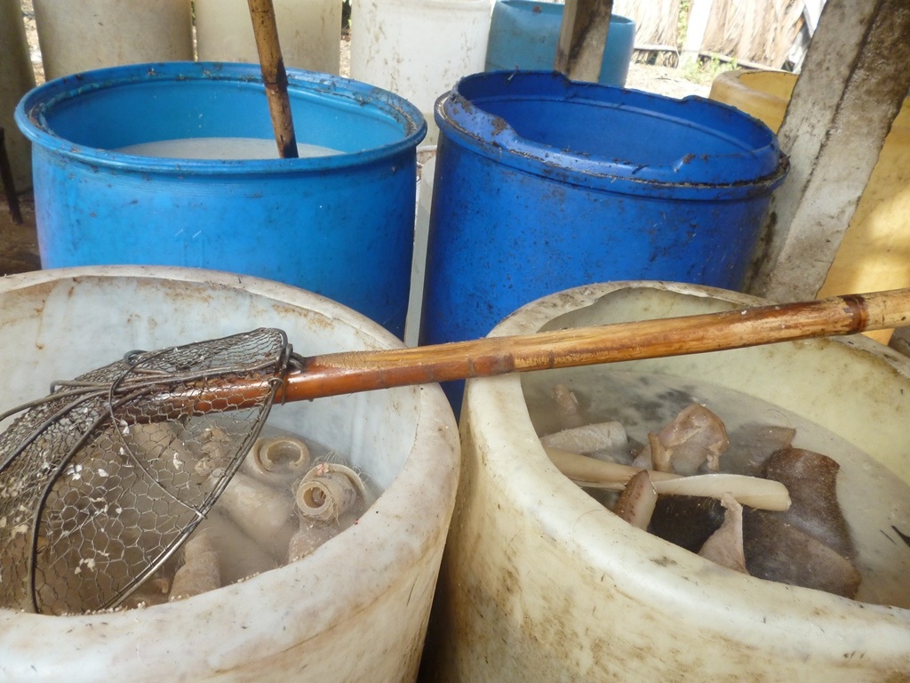 Và được ngâm trong các thùng hóa chất rất dơ bẩn