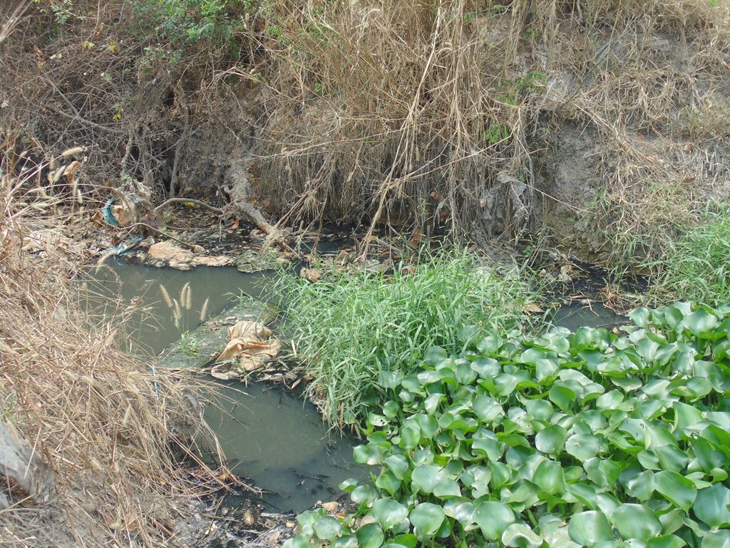 Màu
nước ô nhiễm đen ngòm cùng hoa lục bình trên rạch Cầu Sa làm cho muỗi bùng phát
dữ dội hơn.
