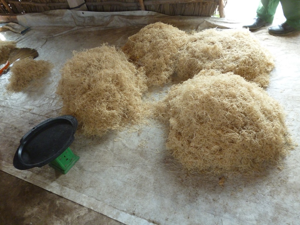 Số da heo sợi được đưa đi tiêu hủy