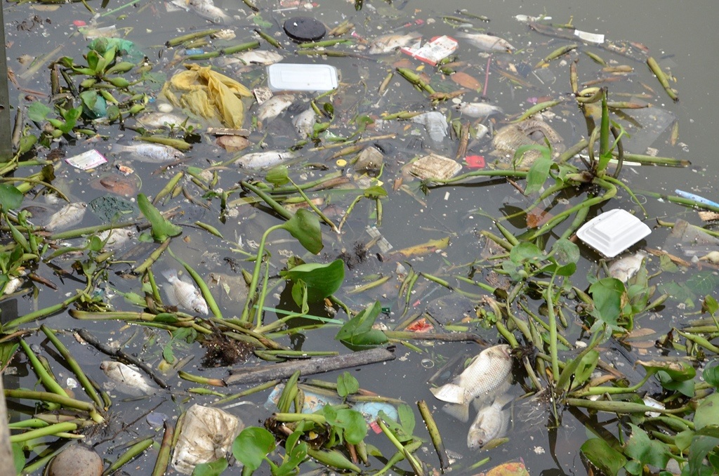 Cá chết hàng loạt trên kênh Nhiêu Lộc - Thị Nghè.