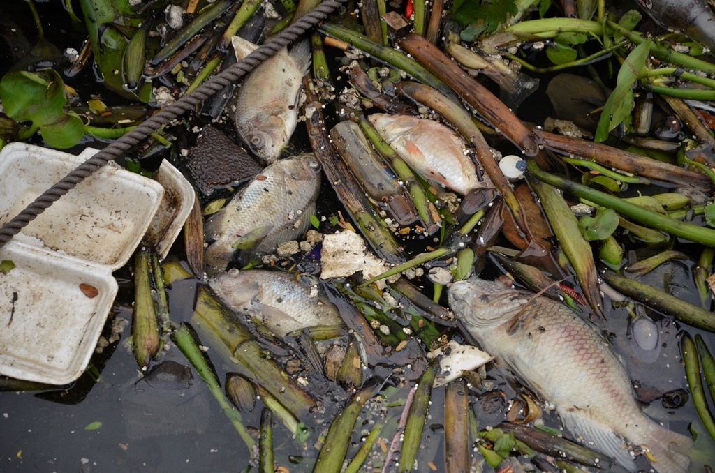 Cá chết hàng loạt trên kênh Nhiêu Lộc - Thị Nghè.