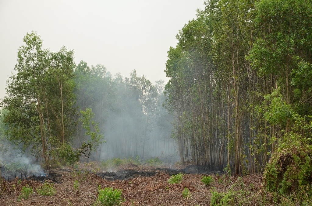 Nhiều hecta rừng tràm phòng hộ được bảo vệ