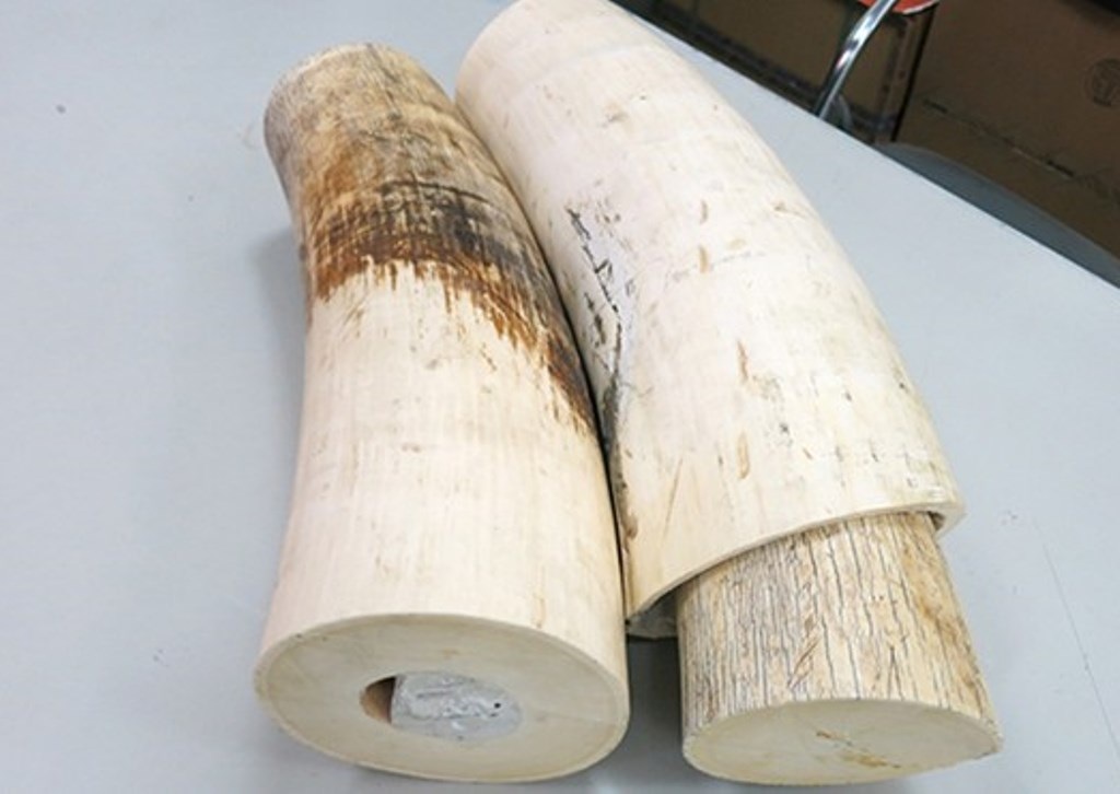 Bắt vụ vận chuyển ngà voi qua đường hàng không - 1 Ngà voi mà lực lượng an ninh sân bay Tân Sơn Nhất bắt giữ trong thời gian gần đây