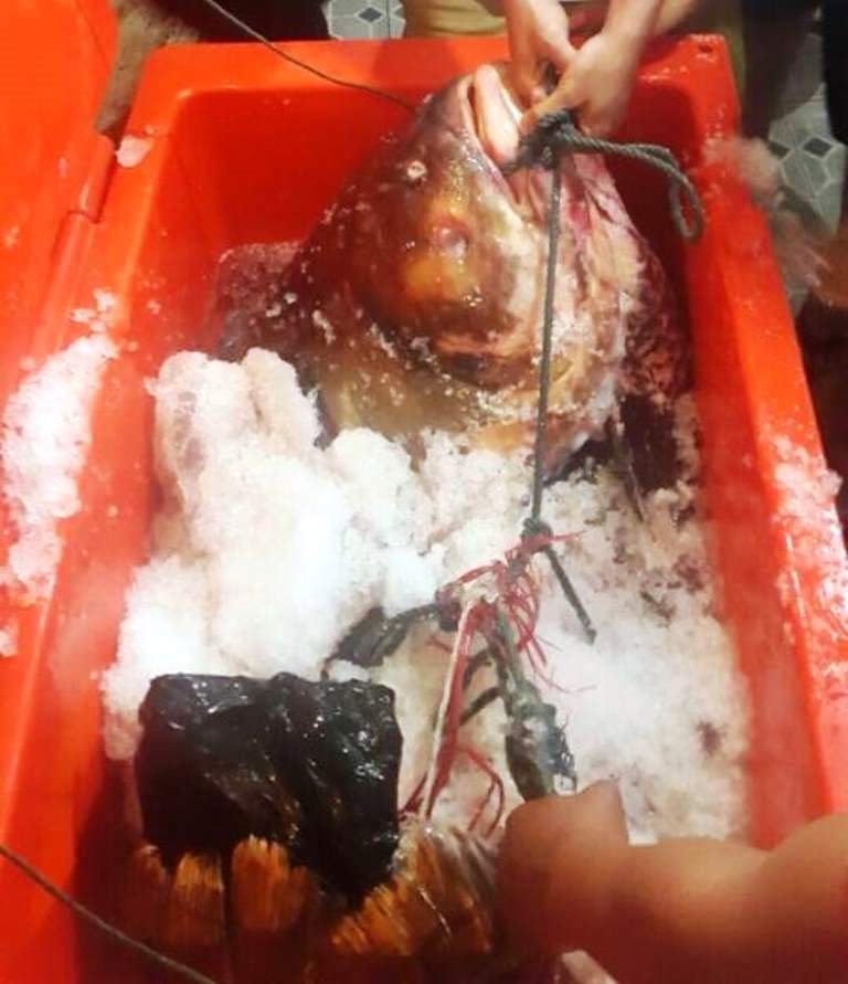 Hai chú cá hô khủng vừa được nhà ở TPHCM mua về từ Lào