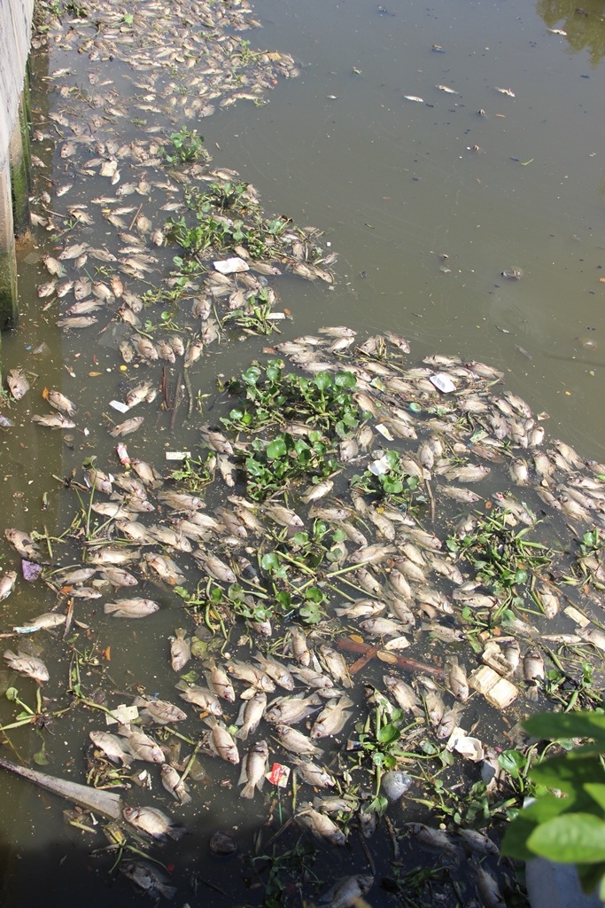 Tình trạng cá chết trắng kênh Nhiêu Lộc - Thị Nghè.
