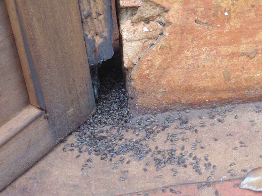 Bọ đậu đen xuất hiện chui rúc khắp nơi trong căn
nhà của ông Đoán.