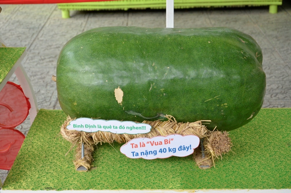 Trái bí nặng 40kg