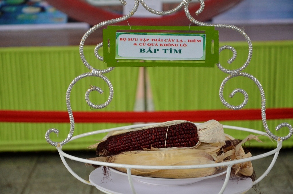 Bắp tím