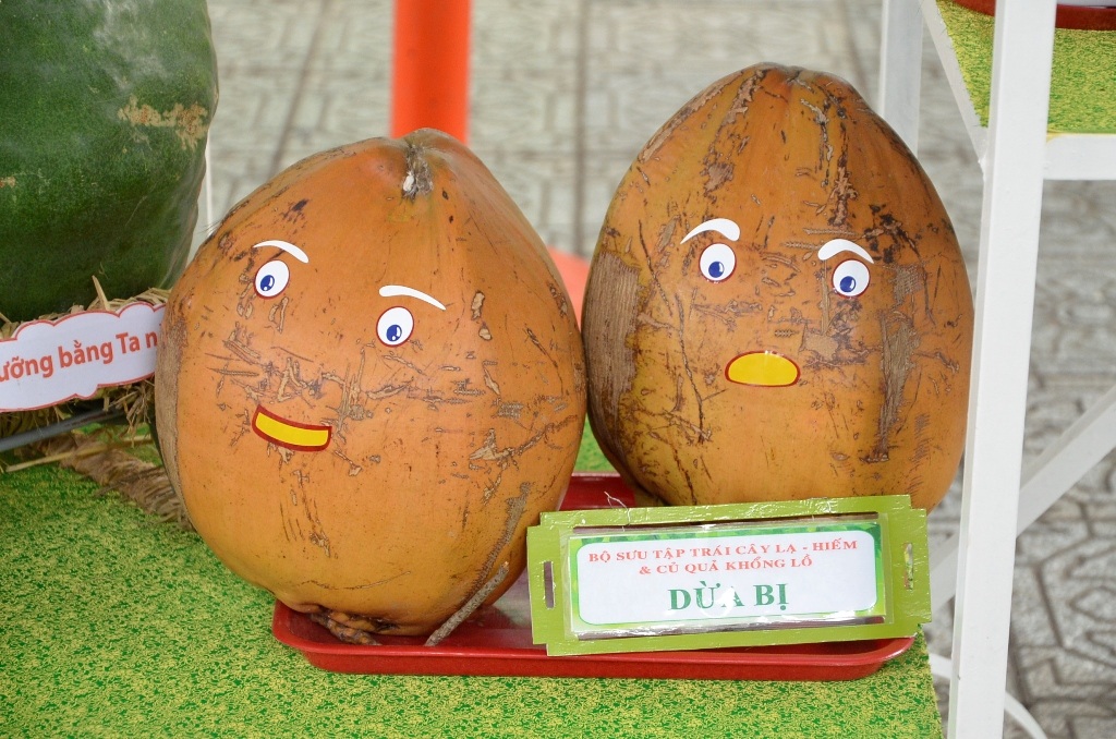 Dừa bị nặng 10kg