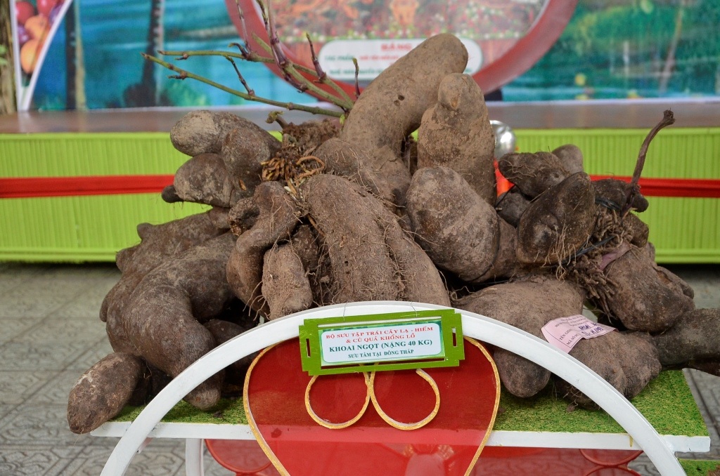 Củ khoai ngọt nặng đến 40kg