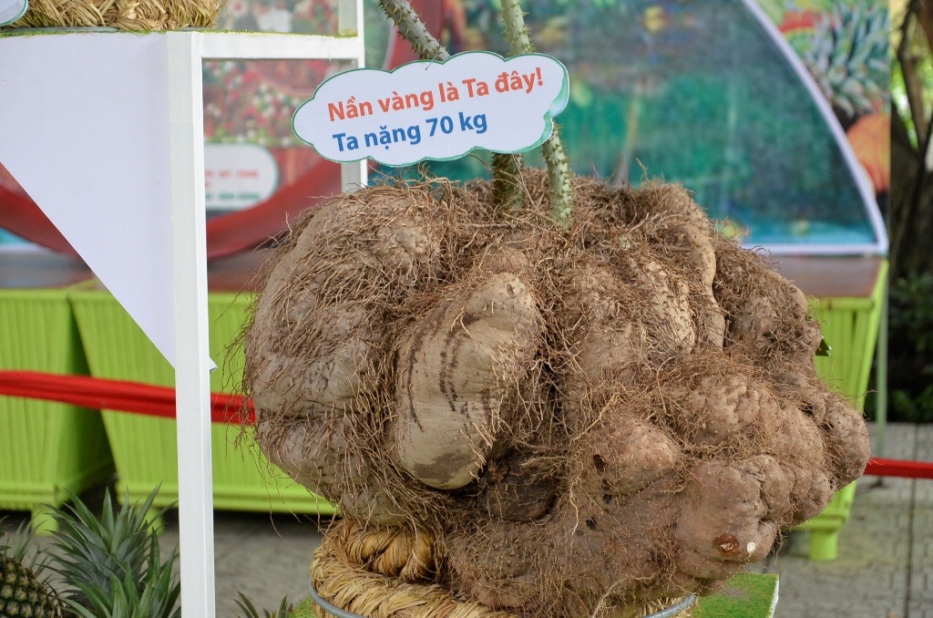 Củ nần vàng khổng lồ nặng đến 70kg