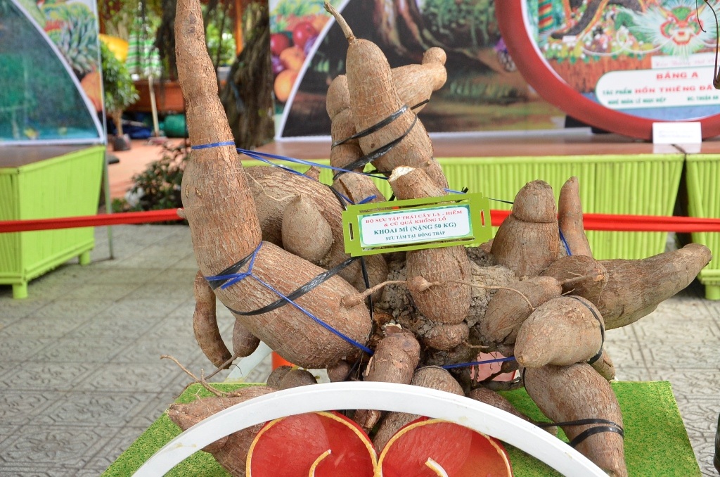 Củ khoai mì nặng đến 50kg