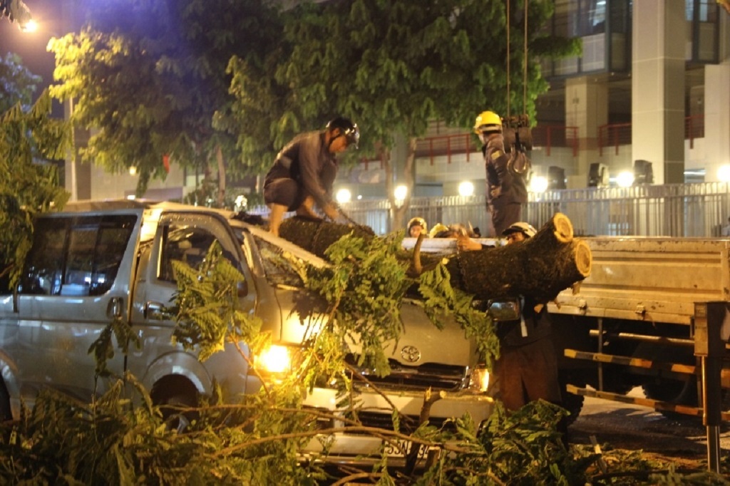 Công ty TNHH MTV công viên cây xanh TPHCM tiến hành cắt cây, thu dọn hiện trường