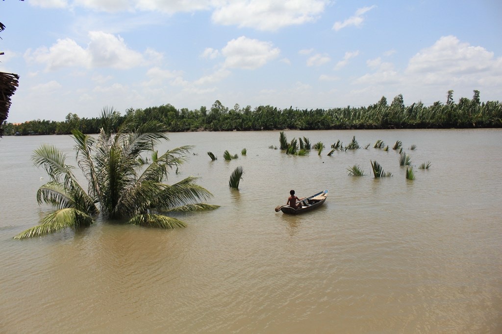 Những cây dừa cao cả chục mét của khu đất bị sạt lở, giờ chỉ còn thấy phần ngọn, nằm giữa sông