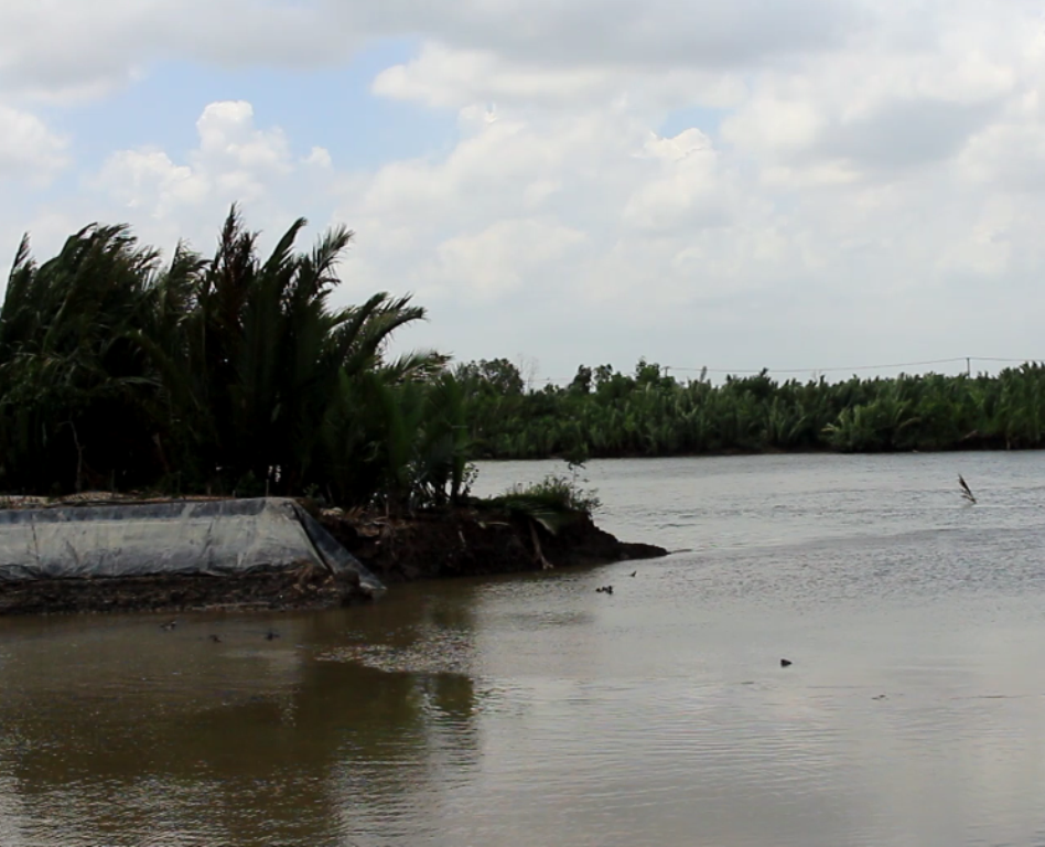 Ao tôm của ông Nguyễn Văn Nghĩa bị sạt lở khiến 170.000 con tôm giống đã trôi ra sông