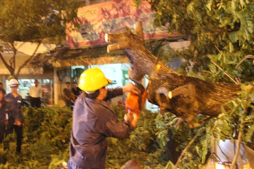 Công ty TNHH MTV công viên cây xanh TPHCM tiến hành cắt cây, thu dọn hiện trường