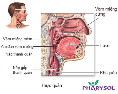 TPCN Pharysol – Bảo vệ họng cho cả gia đình - 1