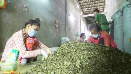Phát hiện gần 3 tấn nguyên liệu trà không rõ nguồn gốc - 1 Cơ sở bị công an phát hiện nguyên liệu trà không rõ nguồn gốc. (Ảnh: CTV)