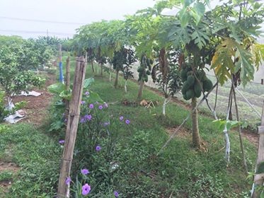 Nở rộ các mô hình làm rau sạch - 2
Các sản phẩm rau, quả tại Trung tâm sản xuất rau sạch này cũng đạt năng suất rất cao