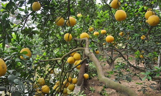 Vườn bưởi vạn quả chín vàng óng giữa Thủ đô "cháy hàng" trước Tết - 1 Những vườn bưởi tôm vàng sai trĩu quả vàng óng đã “có chủ”.